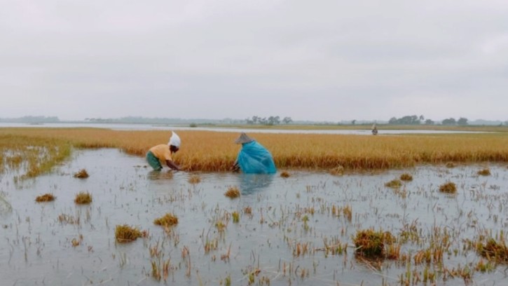সুনামগঞ্জে বাঁধ ভেঙে তলিয়ে গেল ২১ গ্রামের বোরো ফসল, কোটি টাকার ক্ষতিতে দিশেহারা কৃষক