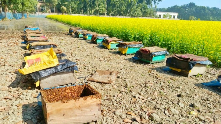 সরিষার হলুদে রঙিন সাতক্ষীরা, মাঠে মাঠে মধু সংগ্রহের প্রস্তুতি