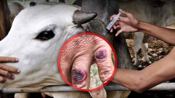  রংপুরে আরও তিনজনের অ্যানথ্রাক্স শনাক্ত