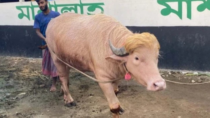 স্বরাষ্ট্র মন্ত্রীর হস্তক্ষেপে ভাইরাল মহিষ ‘ডোনাল্ড ট্রাম্প’ আর কোরবানি হচ্ছে না, ফিরল খামারে
