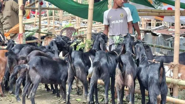 ছোট খাসিও ১৭–২০ হাজার, বড়গুলোর দাম ৩৫ হাজার পর্যন্ত