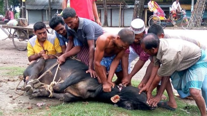 কুরবানী ও পশু জবাইয়ের শরীয়তসম্মত বিধান: যা সবার জানা জরুরি