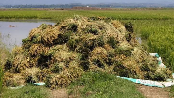 সুনামগঞ্জে আগাম বন্যার শঙ্কা, দ্রুত পাকা ধান কাটার অনুরোধ পাউবোর
