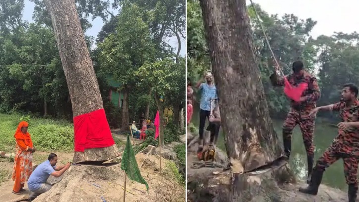 ব্রাহ্মণবাড়িয়ায় কেটে ফেলা হলো সেই গাছ